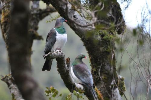 Lodge Aroha Island