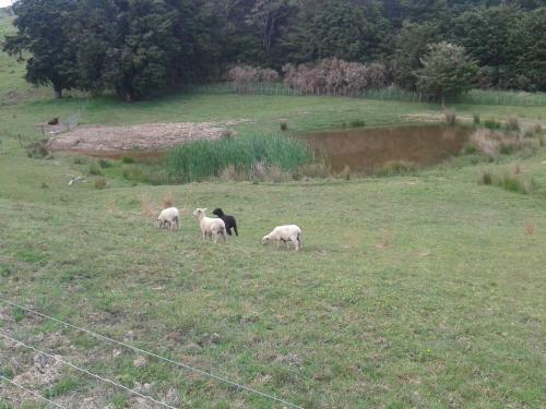 Agroturismo White Horse Farmstay B & B
