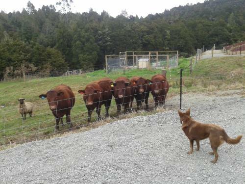 Agroturismo White Horse Farmstay B & B