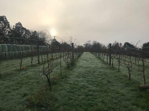 Hotel Vineyard Cottages - Kumeu