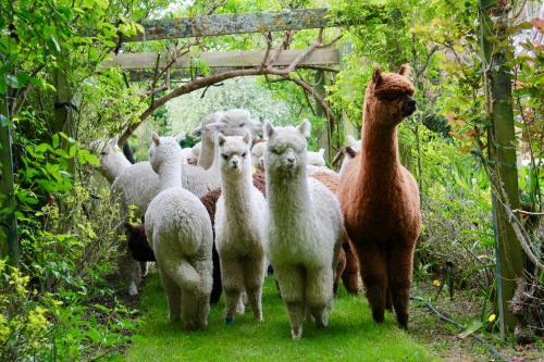 Agroturismo Silverstream Alpaca Farmstay & Tour