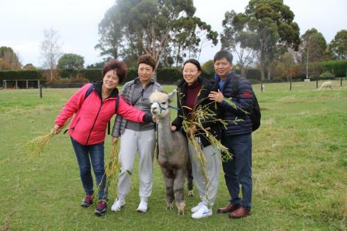 Agroturismo Silverstream Alpaca Farmstay & Tour
