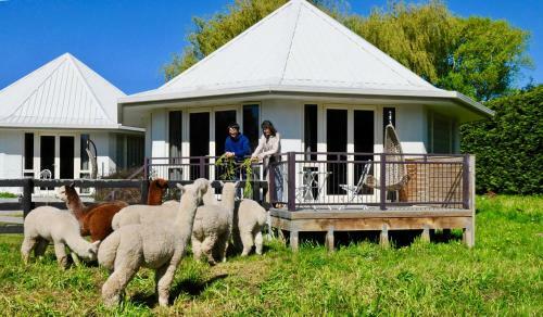 Agroturismo Silverstream Alpaca Farmstay & Tour