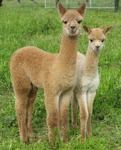 Agroturismo Silverstream Alpaca Farmstay & Tour
