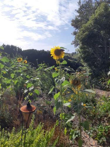 Bed & Breakfast Hokianga Farmstead Lodge
