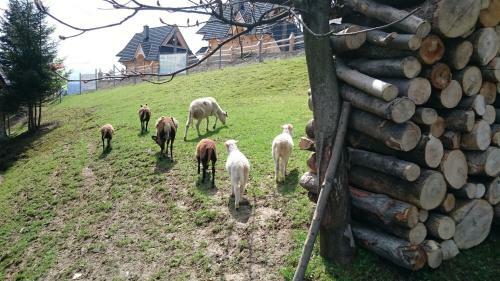 Hostal Willa Skorusyna
