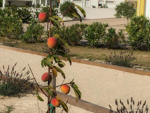 Bed & Breakfast Casa Pedra Nobre