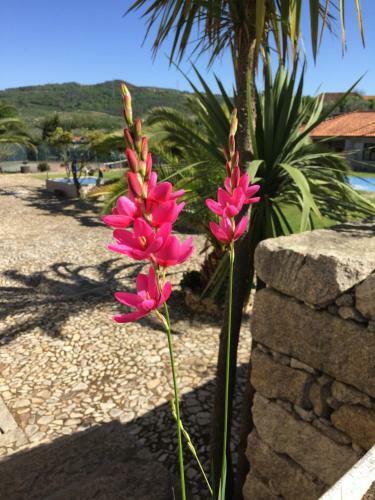Bed & Breakfast Quinta Da Vinha Morta