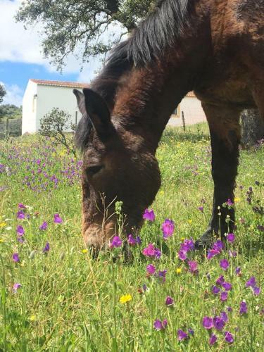 Agroturismo Quinta Dos Amarelos