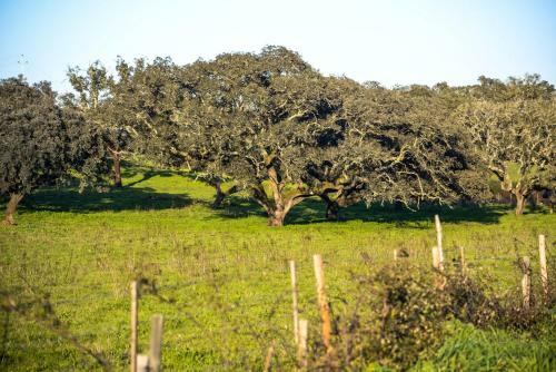 Bed & Breakfast Arrifana Destination Boutique