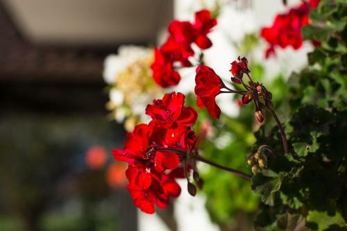Hostal Bran Monte Crai Chalet
