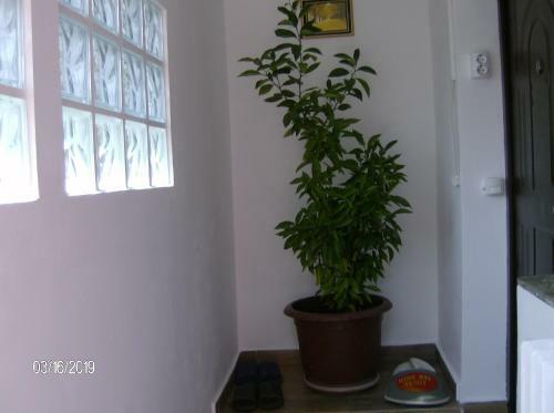 Vinatoru Apartments