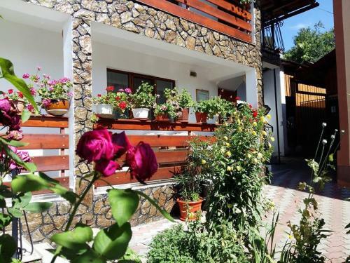 Hostal Pensiunea Dana