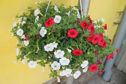 Hostal Pensiunea Alecsandra