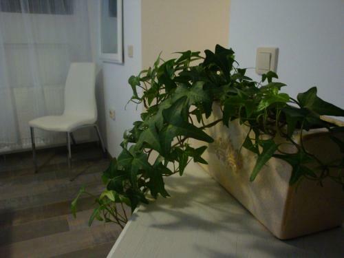 Apartamento Sonja's Nest
