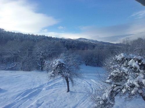 Bed & Breakfast Pensiunea Elena