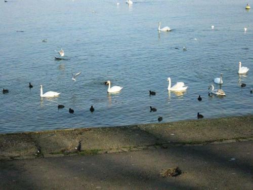 Apartman Kej Zemun