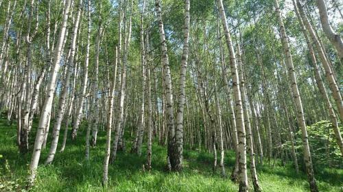 Goski Apartman Brze?e Kopaonik
