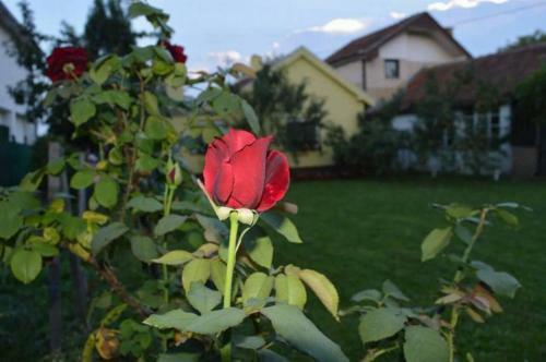 Selters Sun Holiday Home