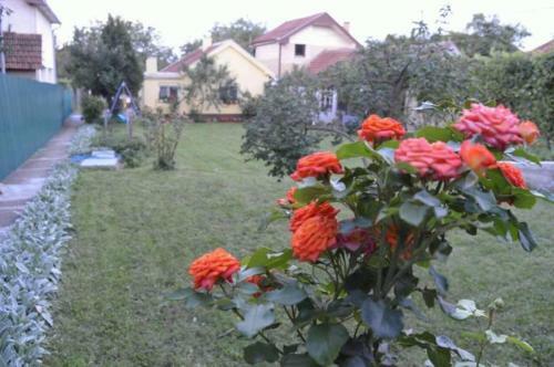 Selters Sun Holiday Home