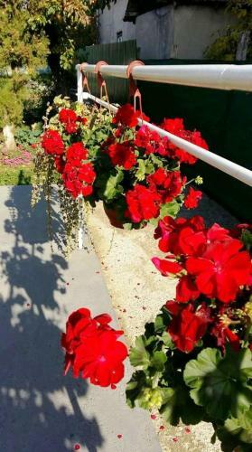 Selters Sun Holiday Home