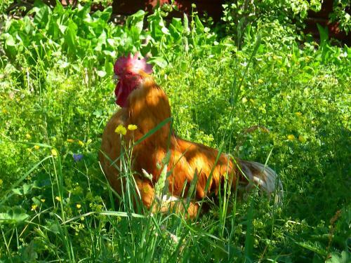 Wiborgg�rden Bed And Breakfast
