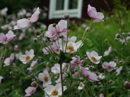 Wiborgg�rden Bed And Breakfast