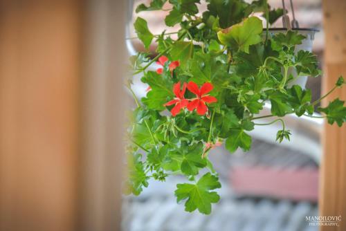 Hostal Guest House Vila Banjica