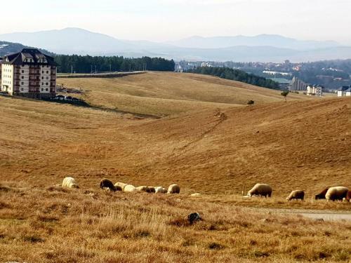 Bed & Breakfast Sunset Zlatibor Hills