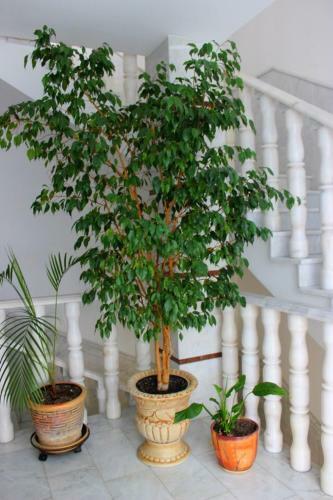 Hostal Guest House Gorgippia