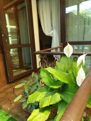 Hostal Arkona Na Krepostnoy