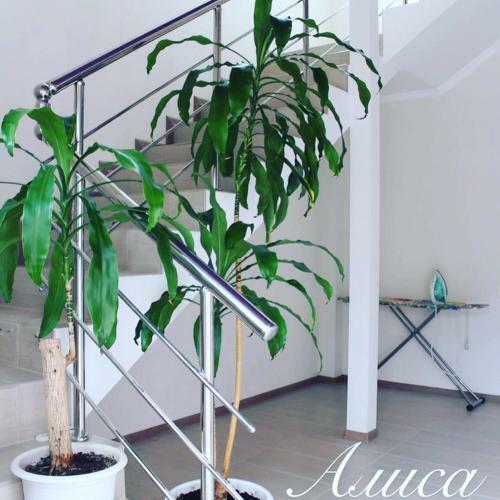 Hostal Guest House Alisa