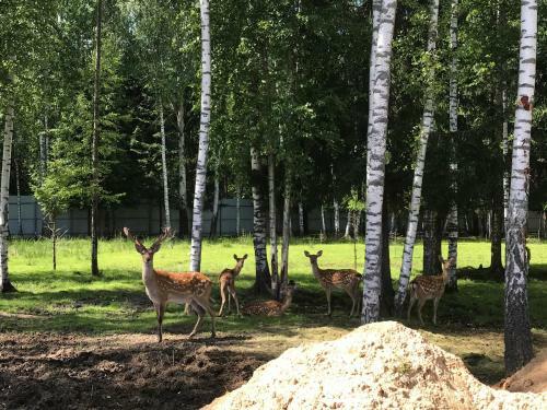 Agroturismo Fyodorovskoe Podvor"e