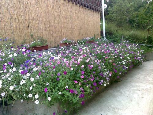 Dikiy Bereg Guest House