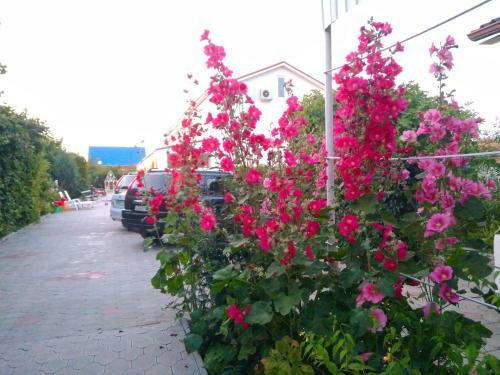 Hostal Pansion Paradise