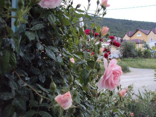 Hostal Guest House V Dolinie Roz
