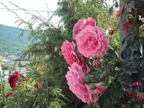 Hostal Guest House V Dolinie Roz