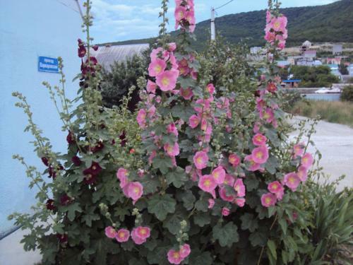 Hostal Guest House V Dolinie Roz
