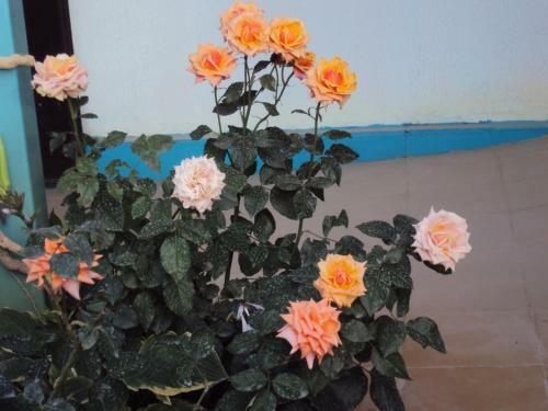 Hostal Guest House V Dolinie Roz