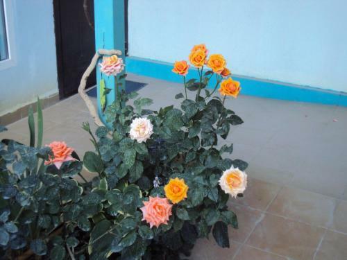 Hostal Guest House V Dolinie Roz