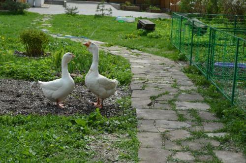 Eco Hotel Suzdal Inn