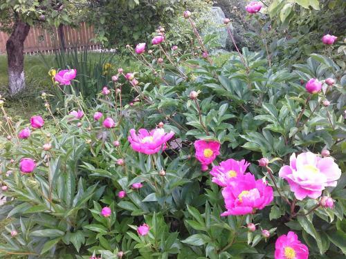 Hostal Guest House Suzdalskiy Dvorik