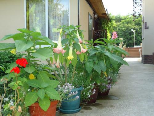 Hostal Villa Gardenia