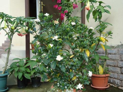 Hostal Villa Gardenia