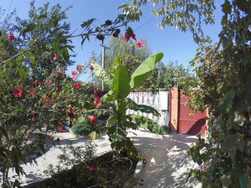Hostal Guest House Bereg