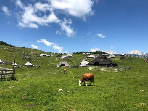 Kamp Alpe Kamni?ka Bistrica