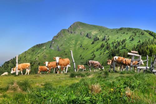 Albergue Preno?i??a Cerkno
