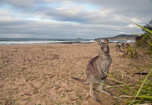 Pebbly Beach Shacks