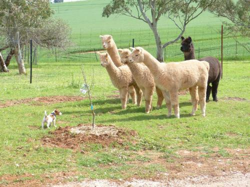Agroturismo Ossies Homestead Farmstay