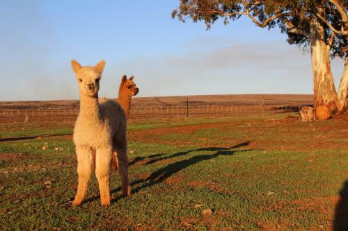 Agroturismo Ossies Homestead Farmstay